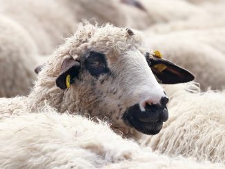 Stádo ovcí je krásná podívaná. jak je to ale s člověkem, když je ve stádu?